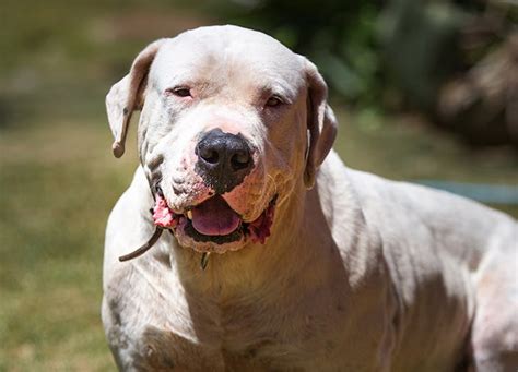 The westminster kennel club dog show was rescheduled from its usual february dates and human participants must either be vaccinated or newly tested. 4 New Dog Breeds at Westminster Dog Show 2021 - PureWow