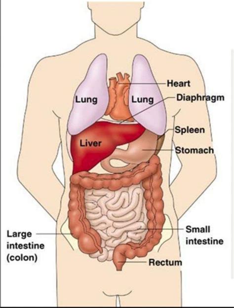 We all have a layer of fatty tissue under our skin, and this softens the look of the underlying muscles. Human Chest Anatomy Diagram . Human Chest Anatomy Diagram ...