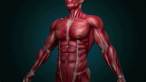 Attached to the bones of the skeletal system are about 700 named muscles that make up roughly half of a person's body weight. Human muscle - 15 free HQ online Puzzle Games on Newcastlebeach 2020!