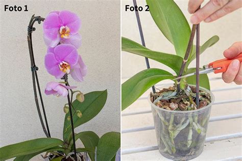 Sono un fiore di grande fascino, dall'aspetto classico ed elegante, ma, sfortunatamente, non è per nulla facile capire come curare le orchidee in casa. COME CURARE LE ORCHIDEE | Fatto in casa da Benedetta ...