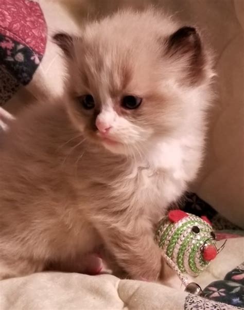 We have the highest quality ragdoll cats and kittens that are available. Ragdoll Kittens for sale in Florida Dixie Ragdolls Cattery