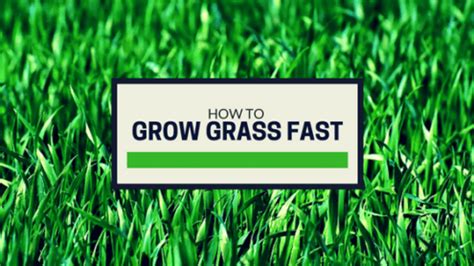 Read on to discover how to grow grass as fast as you can. How to Grow Grass Fast: Tips for Optimum New Grass Growth