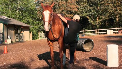 They are rechargeable and can therefore run the whole. How to mount a horse - Solo-Ride®by www.hairybackranch.com ...