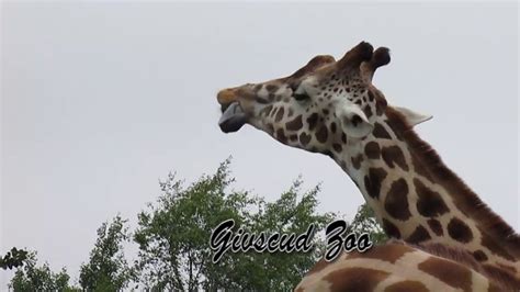 If the photo is marked with the creative commons licence, you are welcome to use this photo free of charge for any purpose including commercial. Giraffe with long tongue (Givskud Zoo) - YouTube