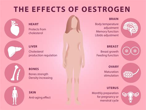 Inhibitors of steroidogenesis and aromatase. The Many Personalities of Oestrogen - the Good, the Bad ...
