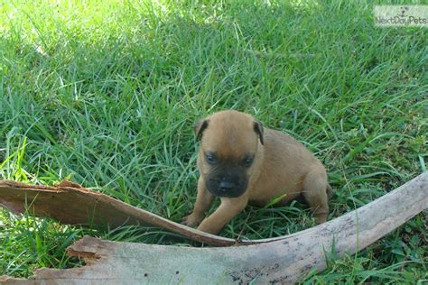 Healthy litter of fawn wheaten bull mastiff puppies $500 cheyenne, wyoming bullmastiff puppies. Bullmastiff puppy for sale near Ft Myers / SW Florida, Florida. | f57180d1-5bb1