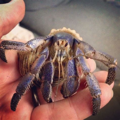 He seems to have a reputation as an informant and a living lighter. Blueberry hermit crab. | Hermit crab, Crab, Hermit