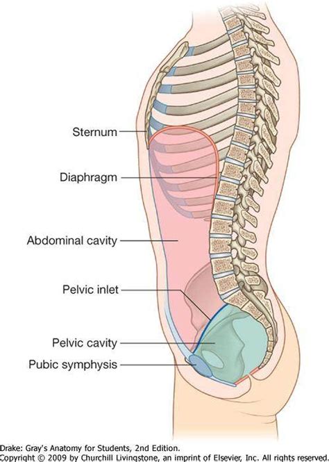 Explore the most comprehensive collection of labeled anatomy images (including 18,000+ diagrams, ct, mr). Pictures Of Abdominal CavityHealthiack