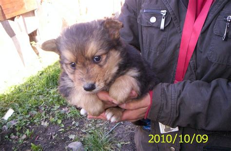 Lényegében a fehér juhász német.shepherd, amelyet a pásztor szolgálatára szántak. Fekete István Állatvédő Egyesület: Svájci juhász keverék ...