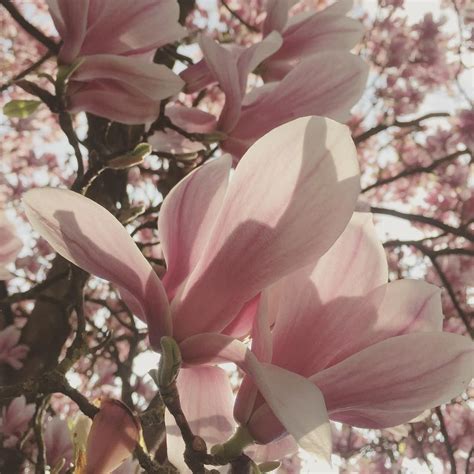 Pink is the color of universal love of oneself and of others. emily on Instagram: "📸🌸 . . . #photography # ...