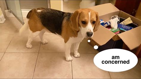 Trusted by 875,000 owners · free online seminars Cute beagle concerned about the big move - YouTube