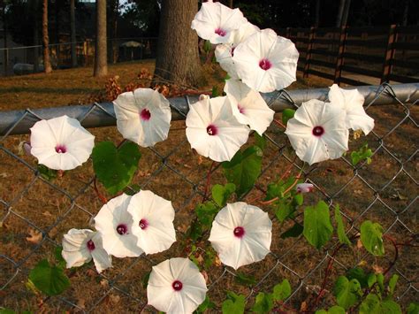 Since 1950 we have been providing a wide range of perennials, annuals, bulbs, shrubs, vines. Ipomoea pandurata. The native range is the southern and ...