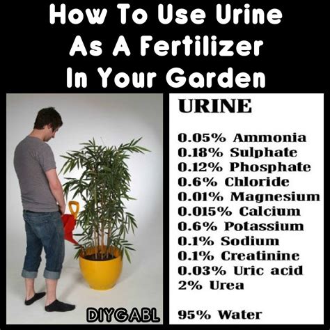 Blood meal is a fantastic organic fertilizer high in nitrogen. How To Use Urine As A Fertilizer In Your Garden - DIY ...