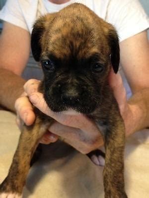 Explore 37 listings for boxer puppies for sale in england at best prices. AKC Champion Pedigree Boxer Puppies for Sale for Sale in ...