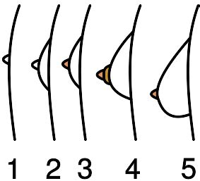 Die brustknospen von mädchen werden immer größer und entwickeln sich nach und nach zu voll ausgebildeten brüsten. Brustentwicklung - Biologie