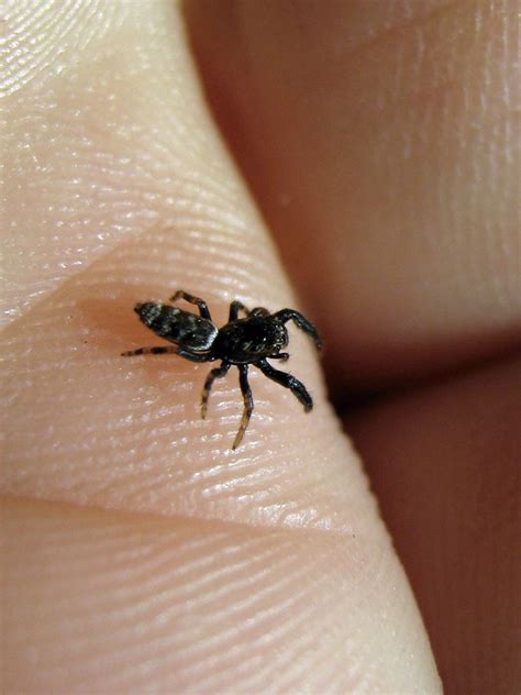 Zebra jumping spiders are among the smallest species of spiders you'll come across. Probable Zebra Spider.... | This adorable little jumping ...