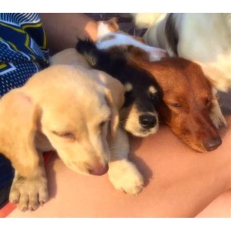 Are texas dachshund good family pets? Muddy River Dachshunds, Dachshund Breeder in Floresville ...