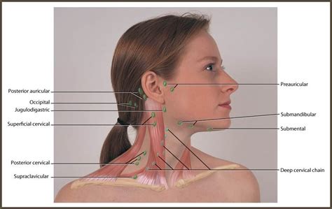 Interpretation of lymph node findings. Neck and Head: Regional Lymph at Allen College - StudyBlue