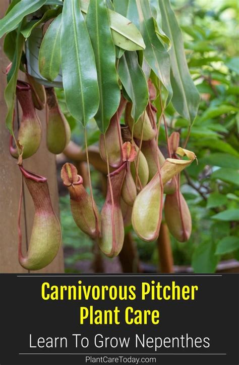 Pitcher plants and carnivorous plant of the philippines. Pitcher Plant Care: Learn To Grow The Carnivorous ...