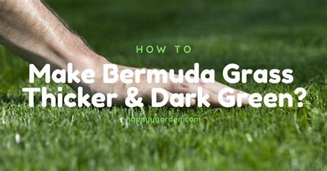 Once you feel that the when using fertilizers, make sure to avoid those with a high content of nitrogen. How to make Bermuda grass thicker and dark green in 2020 ...