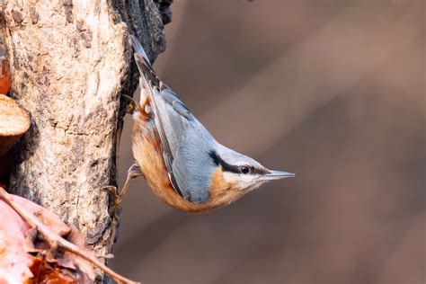 Sittelle torchepot (sitta europaea) est un oiseau qui appartient à la famille des sittidés et à l'ordre des passériformes. picchio muratore | JuzaPhoto