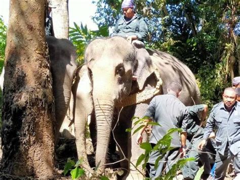 Peta ke hutan simpan royal belum,gerik, perak. Awang Perah dilepaskan ke Royal Belum