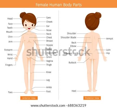 (image will be uploaded soon). Female Human Anatomy External Organs Body Stock Vector ...