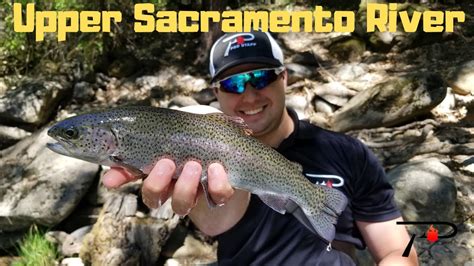 This guide shows you how to catch the california golden trout. Trout Fishing California's Upper Sacramento River - YouTube