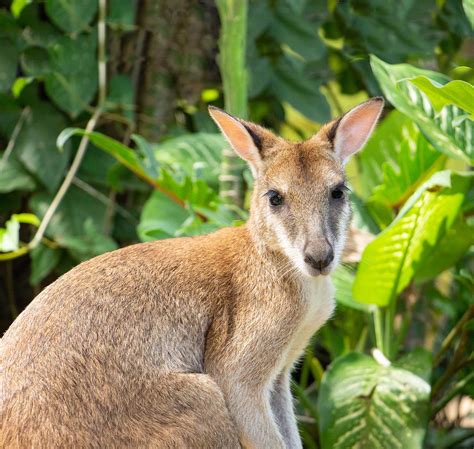 Wallabies bracing for french assault. Where To See Wallabies in Cairns - Wooroonoran Safaris