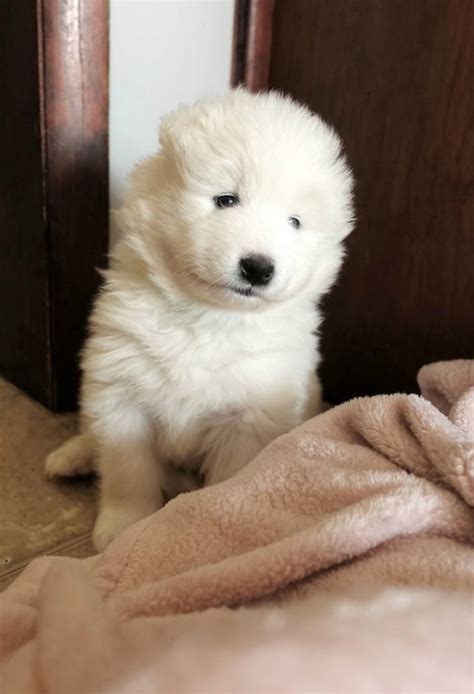 Visit your local staten island petsmart store for essential pet supplies like food, treats and more from top brands. Samoyed Puppies for Sale in Staten Island, New York (NYC)