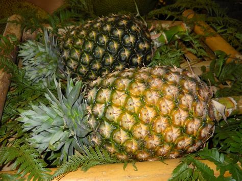 Nanas, nenas, atau ananas (ananas comosus merr. KENALI POKOK SAYANGI POKOK: NENAS