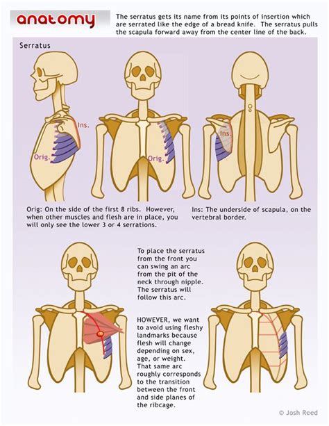 Group multiple drawings into one post. Drawsh: Anatomy Torso | Massagetherapie, Portretten ...