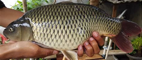 Oleh karena itu, berikut ini ada beberapa manfaat ikan. Gokugen.Net: Mengenal 31 Jenis Ikan Air Tawar Yang Ada Di ...