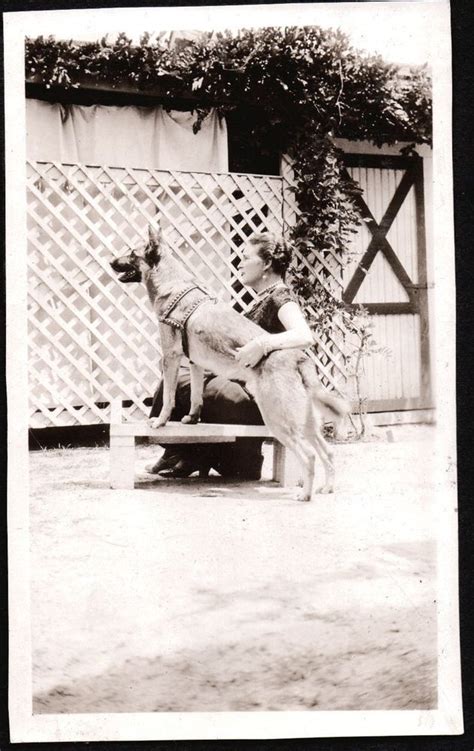 German shepherd heavy bone puppies available for sale interested buyers contact us. VINTAGE PHOTOGRAPH 1925-1935 GERMAN SHEPHERD DOG SOUTH ...