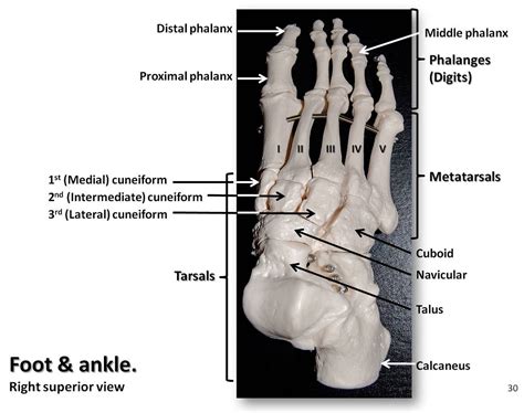 The break statement can also be used to jump out of a loop. Bones of the foot and ankle, superior view with labels - A ...