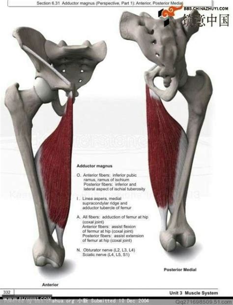 The muscles of the pelvis, hip and buttock anatomical chart shows how each muscle in this area of the body works with the others, and the you will not find a more comprehensive or more detailed examination of these muscles in an anatomy chart. Pin on Hip Flexor
