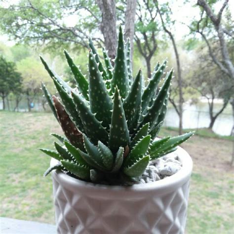 Aloe crosbys prolific (this plant comes in a 3.5 inch pot. Aloe 'Crosby's Prolific', Aloe 'Crosby's Prolific ...