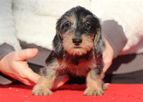 Sigillo, via del mattatoio, a pochi passi dal centro storico, in zona residenziale e ben servita proponiamo in vendita casa indipendente con. Cucciolata "F" di Casa Mainardi - Allevamento di Casa Mainardi