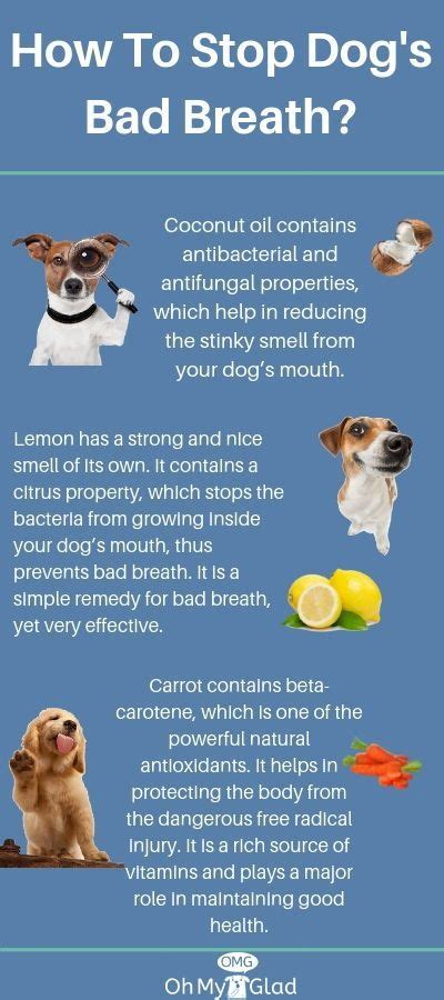 This article will talk about how to pull a rotten tooth on your own. Do You Really Know How To Brush Dog's Teeth At Home? | Bad ...