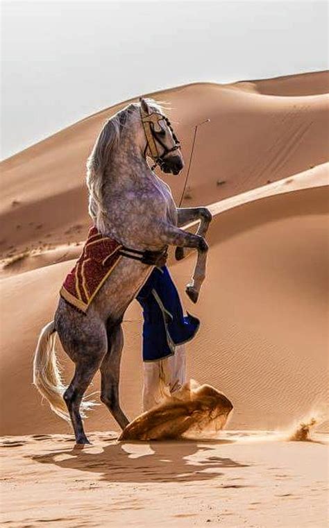 From wikimedia commons, the free media repository. Pin by Toni Munroe on Arabian Nights | Horses, Animals ...