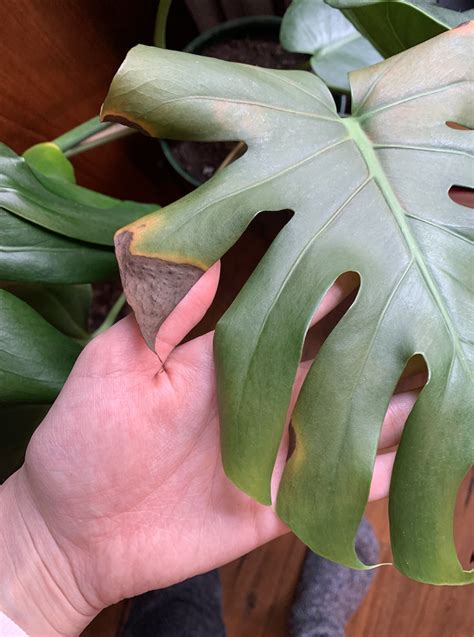 Der wassermangel ist die häufigste ursache für braune und trockene blätter an der persea americana. Monstera - gelb / braune Flecken - Pflanzendoktor - kranke ...