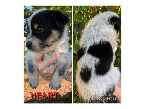 Check spelling or type a new query. 8 Texas Heeler puppies looking for good homes in Omega ...