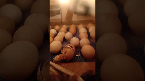 Hanya saja untuk ayam, jika telur yang dihasilkan tersebut tidak dibuahi oleh pejantan, maka telur telur tersebut tidak akan dapat menetas, atau lebih kita kenal sebagai telur yang steril. Penetasan telur ayam - YouTube