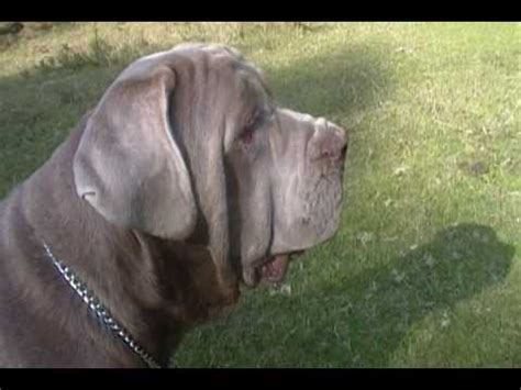 Es notoria su cabeza grande, ancha, llena de arrugas con trufa grande y hocico. Mastin Napolitano / Neapolitan Mastiff / Mastino ...