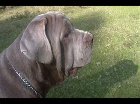 Es notoria su cabeza grande, ancha, llena de arrugas con trufa grande y hocico. Mastin Napolitano / Neapolitan Mastiff / Mastino ...