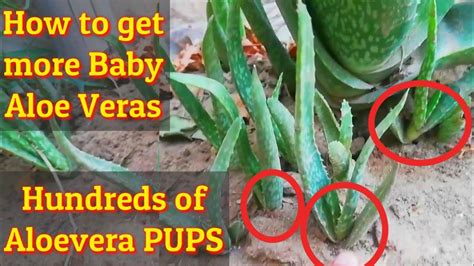 They all share a big terra cotta bowl on the end of a coffee table, in my living room. Aloe vera pups ko kesy alag krain | How to get more Aloe ...