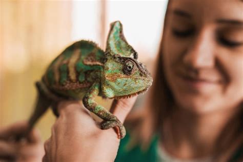 I view chameleons much in the same way that i do tropical fish; Close up of a chameleon in woman's hand. in 2020 | Pets ...