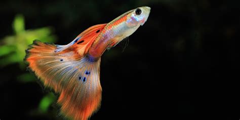 Disfruta de un día inolvidable en familia o con amigo. Cara mudah memelihara dan budidaya ikan guppy | Budidaya ...