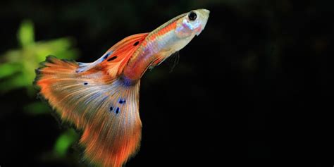 Kalian ingin memiliki sebuah aquarium? Cara mudah memelihara dan budidaya ikan guppy | Budidaya ...