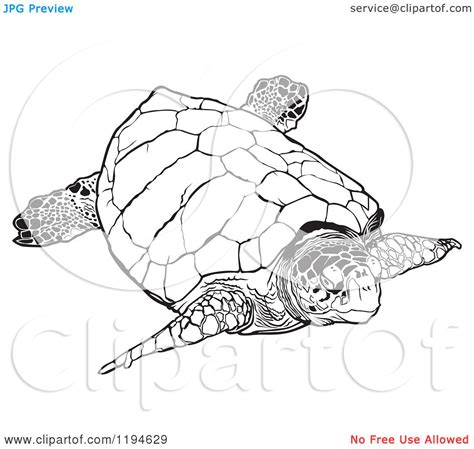 Note that your monitor's colors may differ from the colors on the actual art. Loggerhead Sea Turtles | Loggerhead turtle, Turtle ...